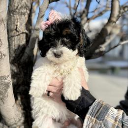 Sophie - Brown and white female Sheepadoodle puppy in Spanish Fork, Utah from Maplesierradoodles