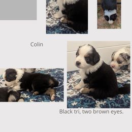 Miniature Australian Shepherd Puppies from Laurie Chason