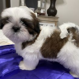 Shih Tzu Puppies from Cheryl Strak's Shih Tzus