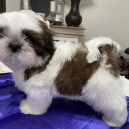 Shih Tzu Puppies from Cheryl Strak's Shih Tzus