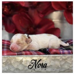 Nora - Apricot female Australian Labradoodle puppy in Gladstone, Oregon from Beaver State Labradoodles