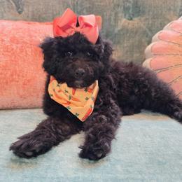 Valentina - Black female Poodle puppy in Buffalo, Illinois from Pear Tree Pups