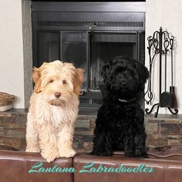 Australian Labradoodles from Lantana Labradoodles