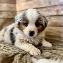 Benny - Blue merle male Miniature American Shepherd puppy in Ash Grove, Missouri from 3 Barrels Farms, LLC