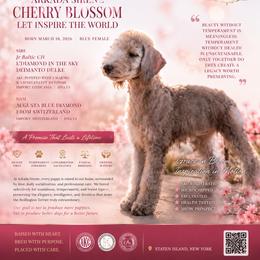 Cherry Blossom Let Inspire The World - Sandy female Bedlington Terrier puppy in Staten Island, New York from RYAS Bedlington Terriers Kennel