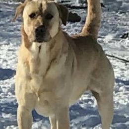 Bailey - Labrador Retriever