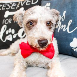 Duke - Miniature Schnauzer