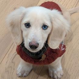 Dachshund puppies from Heart of Doxie