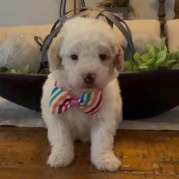 Mike - Yellow and white male Bernedoodle puppy in Cartersville, Georgia from Simply Blessed Doodles