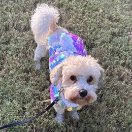 Havanese puppies from Alchemy Havanese