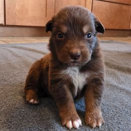Gunnison - Red tri-color male Australian Shepherd puppy in Solon, Maine from Mountain Range Australian Shepherds