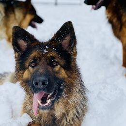 Karma - German Shepherd