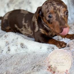 Dachshund Puppies from CSW Dachshunds