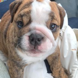 Bulldogs from Amanda’s Bullies