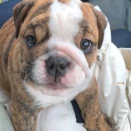 Bulldogs from Amanda’s Bullies