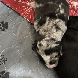 Merle - Blue merle Australian Shepherd puppy in Tennessee from PaintedS Aussies