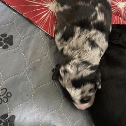 Merle - Blue merle Australian Shepherd puppy in Tennessee from PaintedS Aussies