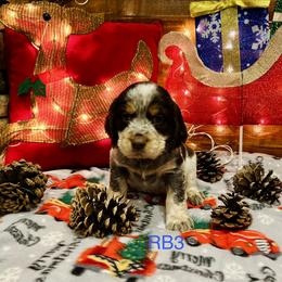 RB3 - Tri-Roan male English Springer Spaniel puppy in Britton, South Dakota from K&S Canines