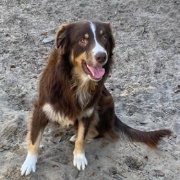 Oakley - Australian Shepherd