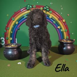 Ella - Phantom female Poodle puppy in Port Orange, Florida from Daytona’s Standard Poodles