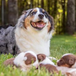 Australian Shepherds from Sherie's Australian Shepherds