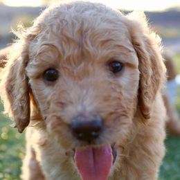 Goldendoodle Puppies from Deer Valley Doodles