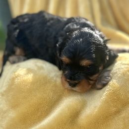 Cavalier King Charles Spaniel and Cavapoo Puppies from Cavalier Girls