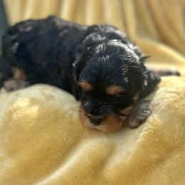 Cavalier King Charles Spaniel and Cavapoo Puppies from Cavalier Girls