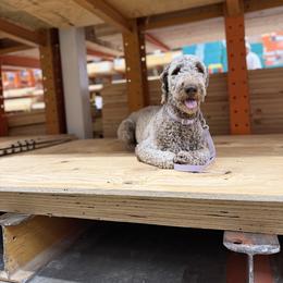 Luna - Chocolate female Goldendoodle puppy in Garland, Texas from Twilight Doodles