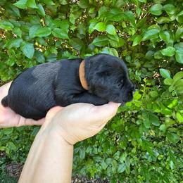 Girl 1 Brown Collar - Black female Miniature Schnauzer puppy in Miami, Florida from AKC Puppies 2 Love