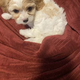 Girl 3 - Blenheim female Cavachon puppy in Pocatello, Idaho from Sarah's Cavachons & King Charles Cavalier Spaniels