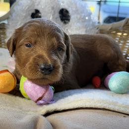 Pink - Chocolate female Goldendoodle puppy in Clermont, Florida from Da Ruba Doodles