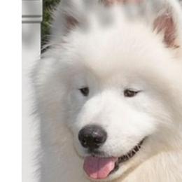 Diesel - Samoyed