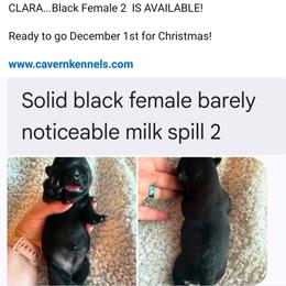 CLARA - Black female Scottish Terrier puppy in Crossville, Tennessee from Cavern Kennels