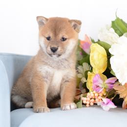 Kana -FULL AKC REGISTRATION- - Red female Shiba Inu puppy in Neosho, Missouri from Kenny Cave K9s