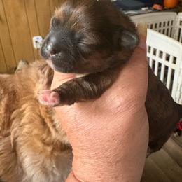 Juliet - Brindle female Shih Tzu puppy in Mattoon, Illinois from Jenkins Tzu and Poo’s