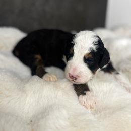 Ms. Yellow - Black tri-color female Aussiedoodle puppy in San Antonio, Texas from Lovable Doodles SA