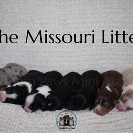 Australian Shepherd puppies from Southern Paws Mini Aussies