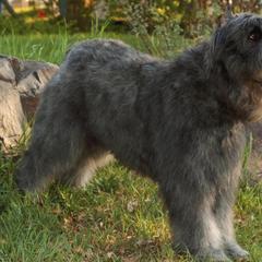 Bouvier des Flandres from Cassiopeia Bouviers