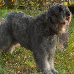 Bouvier des Flandres from Cassiopeia Bouviers