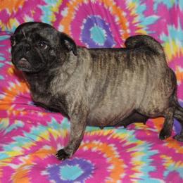 Pug All Grown Up from Loda's Pugs