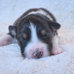 Boy 1 - Black tri-color male Australian Shepherd puppy in Leavenworth, Kansas from Silverbrook Australian Shepherds