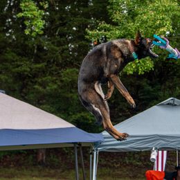 German Shepherds from WildHaven Shepherd