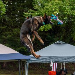 German Shepherds from WildHaven Shepherd