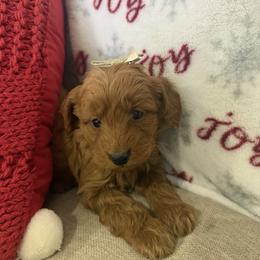 Chow Chow, Goldendoodle, and Poodle Puppies from Regal Canine Creations