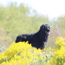 Odessa - Australian Shepherd