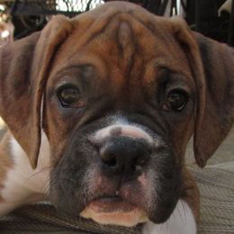 Boxers from Epitome Boxers
