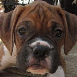 Boxers from Epitome Boxers