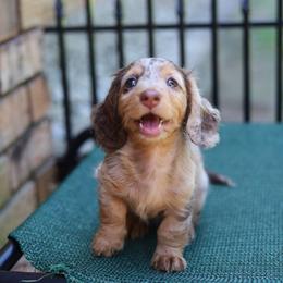Dachshund Puppies from Rising Dawn Dachshunds