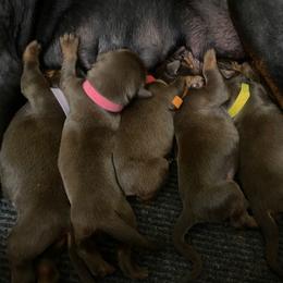Red Female - female Doberman Pinscher puppy in Boyd, Texas from Team Feem Breeders